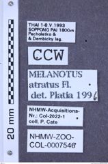 Etiketten zu Melanotus atratus (NHMW-ZOO-COL-0007546)